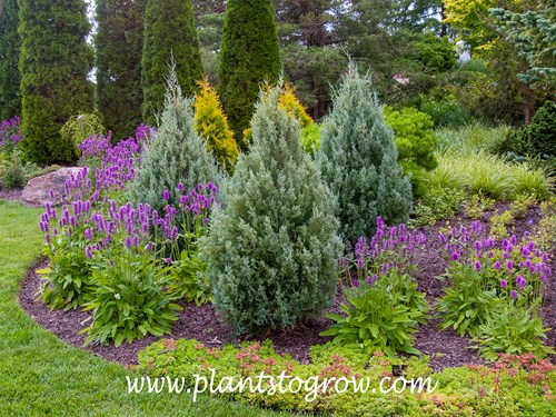 'Wichita Blue' Juniper (Juniperus scopulorum)
 Some young Wichita Blue growing in a garden with the purple clumps of Hummelo Betony.